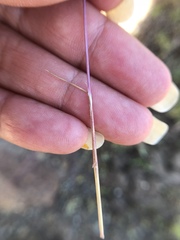 Scribneria bolanderi