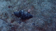 Bursidae