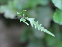 Tectaria zeilanica