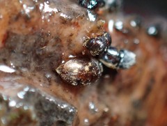 Cryptarcha strigatula