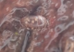 Cryptarcha strigatula