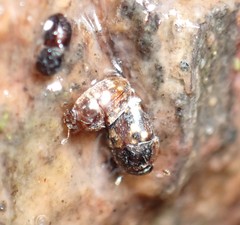 Cryptarcha strigatula