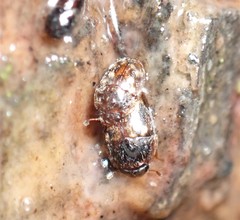 Cryptarcha strigatula