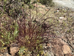 Scribneria bolanderi