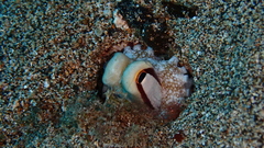 Amphioctopus burryi