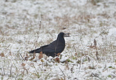 Corvus frugilegus