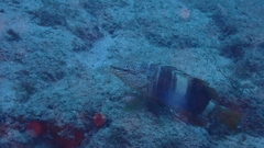 Serranus papilionaceus