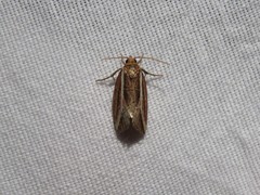 Amphilita arcuata