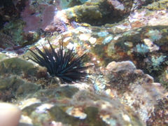 Echinometra vanbrunti