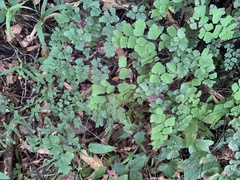 Adiantum poiretii