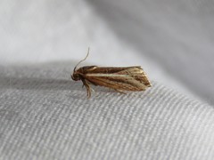 Amphilita arcuata