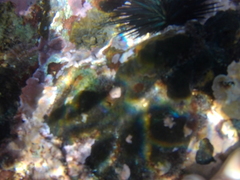 Echinometra vanbrunti