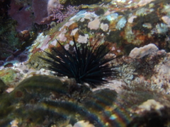 Echinometra vanbrunti