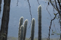 Espostoa melanostele