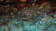 Vanneaugobius canariensis
