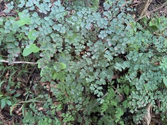 Adiantum poiretii