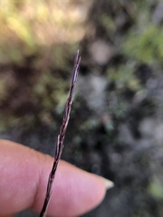 Scribneria bolanderi