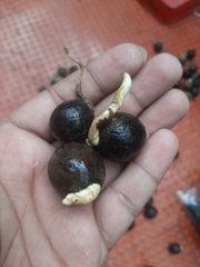 Corypha umbraculifera