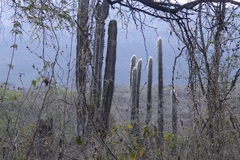 Espostoa melanostele