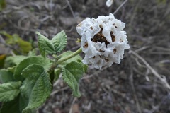 Varronia macrocephala