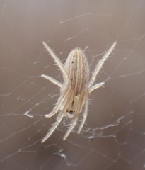 Larinia borealis