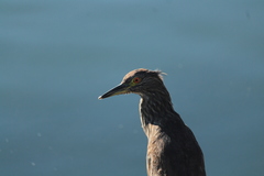 Nycticorax nycticorax