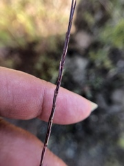 Scribneria bolanderi