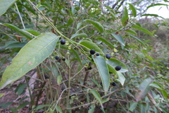 Cestrum undulatum