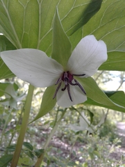 Trillium rugelii