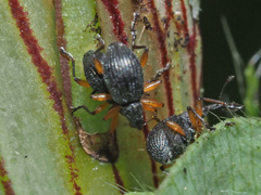 Protapion apricans