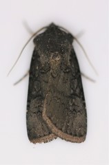 Melanchra assimilis