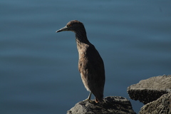 Nycticorax nycticorax