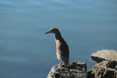 Nycticorax nycticorax