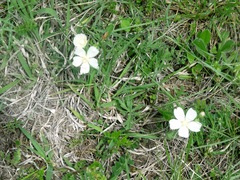 Callirhoe alcaeoides