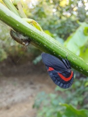 Membracis sanguineoplaga