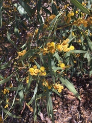 Acacia redolens