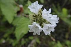 Varronia macrocephala