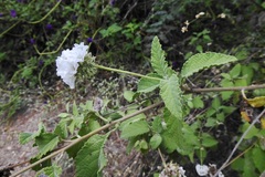 Varronia macrocephala