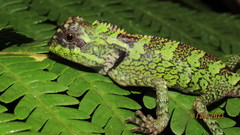 Gonocephalus kuhlii