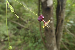 Sidastrum paniculatum