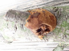 Fuscoporia ferruginosa