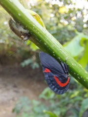 Membracis sanguineoplaga