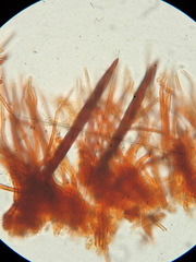Fuscoporia ferruginosa