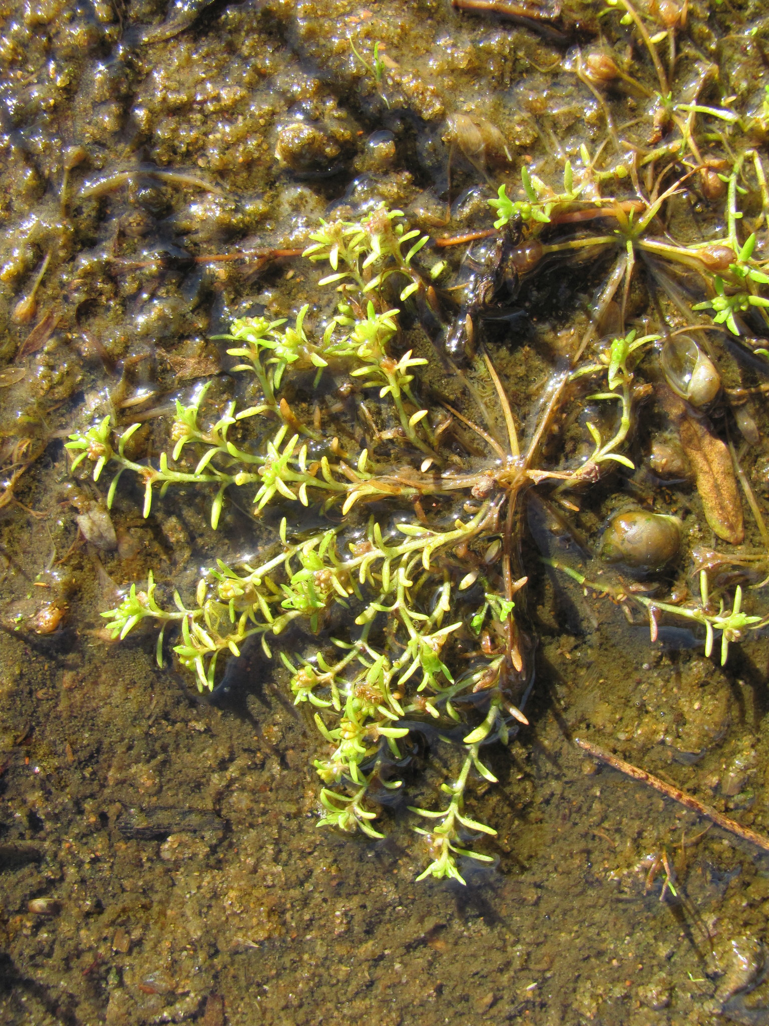 Crassula aquatica