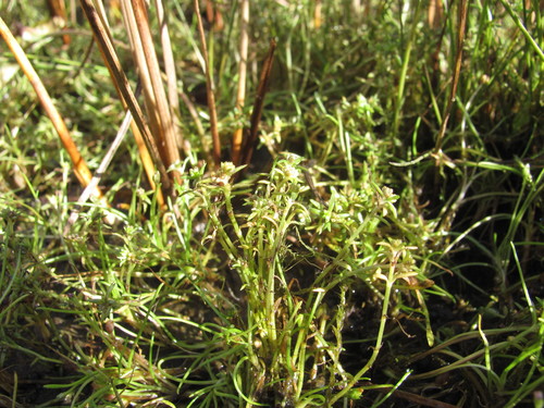 Image of Crassula aquatica by no rights reserved