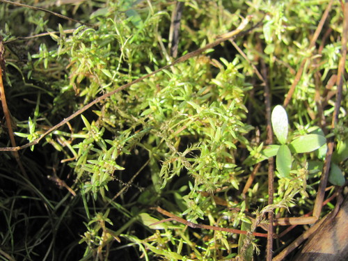 Image of Crassula aquatica by no rights reserved