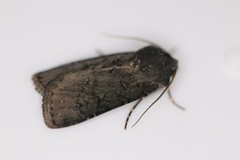 Melanchra assimilis
