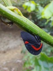 Membracis sanguineoplaga