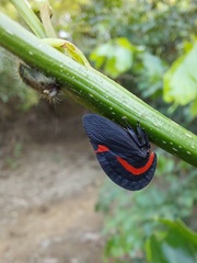 Membracis sanguineoplaga