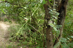 Sidastrum paniculatum